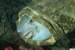 Puffer fish in mouth of a grouper taken off Palm Beach on... by Andy Colls 